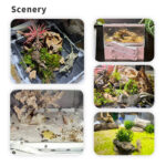 SLP4 LUXURY EDITION S SERIES FOLDABLEANT COLONY ECOLOGICAL BOX - Image 17